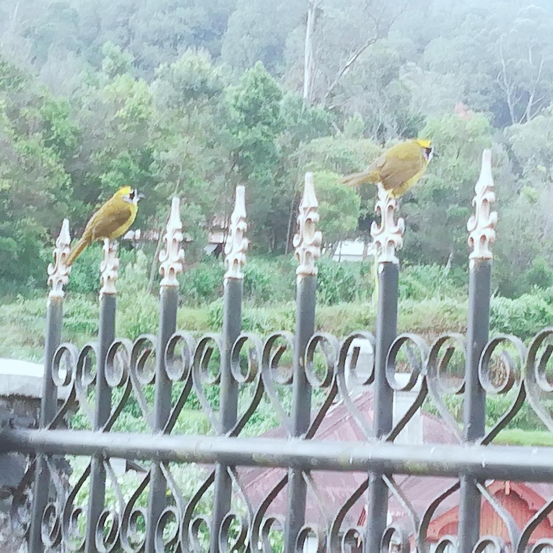 Ferienwohnung Royal Wattles Nuwara Eliya Exterior foto